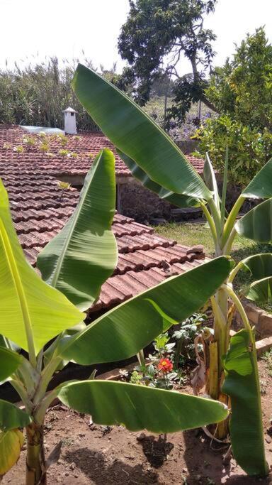 Rural House To Take A Break, La Serreria 25 - Private Garden Tacoronte Εξωτερικό φωτογραφία