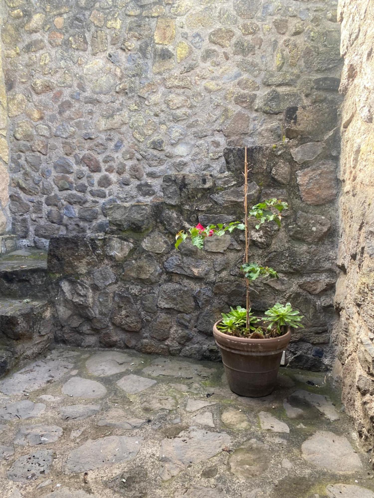 Rural House To Take A Break, La Serreria 25 - Private Garden Tacoronte Εξωτερικό φωτογραφία